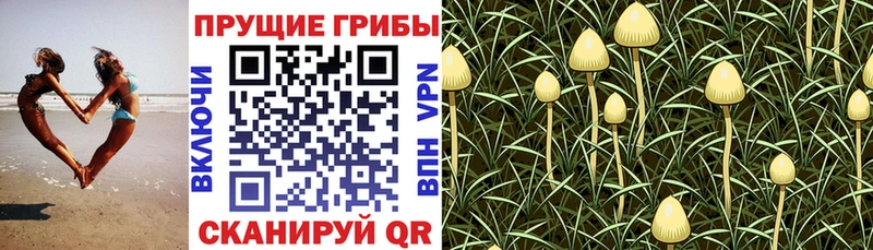 Купить закладки  Мичуринск  Псилоцибиновые грибы Psilocybe 